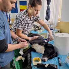 350 Castrations thanks to professional help