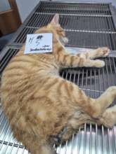 It's important to neuter stray cats