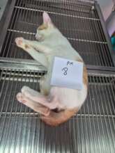 One of the cats recovering