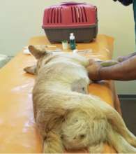 castration with perfect caring docs