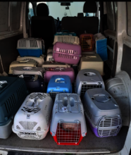 Bring the animals to clinic