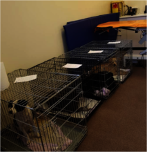 lot of dogs waiting for castration