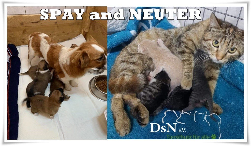 Castration for Romanian Street Dogs