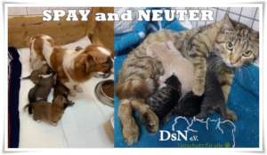 Castration for Romanian Street Dogs