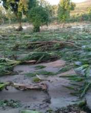 Trees Damaged From Wind