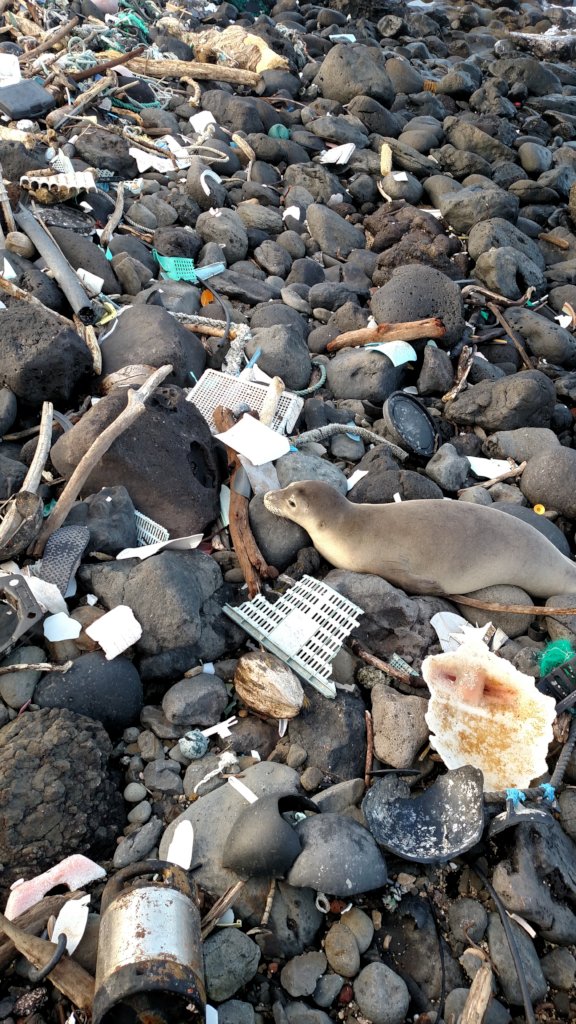 Response & Rescue of Hawaii's Marine Life