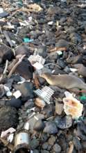 Hawaiian Monk Seal in Marine Debris