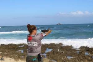 Seabird Rescue Release