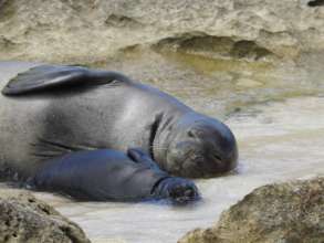Hawaiian monk seal mom and pup