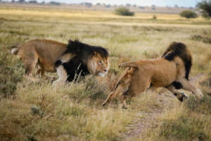 Wild pride youngsters
