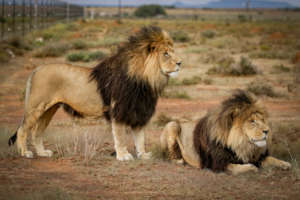 Brothers
