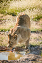 Lioness