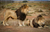 Free roaming environment 4 captive bred predators