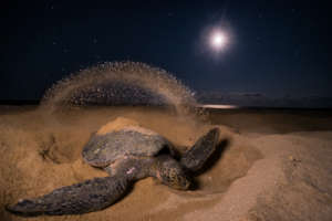 Black Turtle, Colola Mexico
