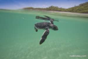 Black turtle hatchling, Nicaragua