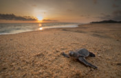 Sea Turtle Emergency Fund