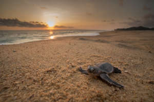 Sea Turtle Emergency Fund