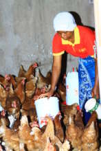 Chicken rearing among MAWA beneficiaries-Tanzania