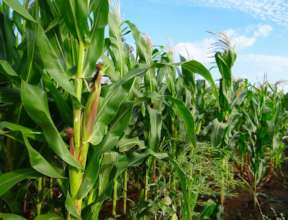 Maize plantation