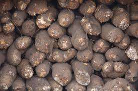 Yam tuber production