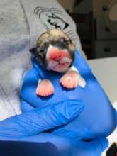 A new puppy born at Husky Rescue Ireland