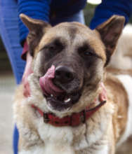 A happy and well fed akita at Husky Rescue Ireland