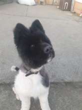Django the long haired akita