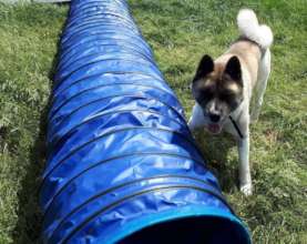 Raiden the akita