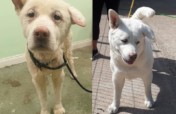 Help Ireland's most vulnerable huskies & akitas