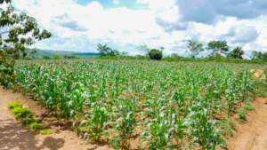 Improved gardens 2026 after applying smart inputs