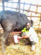 Another beneficiary testing his milking skill