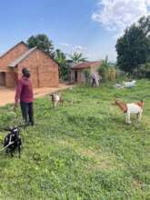 Makanika's goats farm