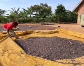 Farmers drying his coffee harvest