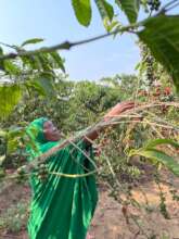 Ms Hasifa harvesting her coffee