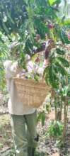Mr Matwale doing his bumper coffee harvest