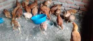Ms Mawiyah's chicken stock