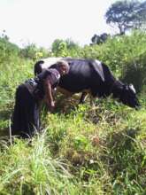 One beneficiary with her new dairy cow