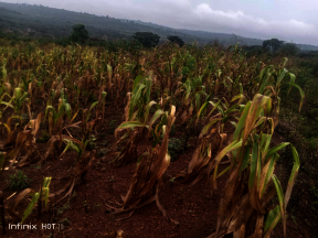 Farmers experienced total loss to drought