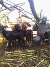 Group member attending to his stock of goats