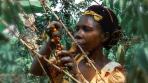 Local banks empowering women to engage in coffe