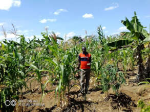 Mr. Mulindwa showing drought effects on his crops
