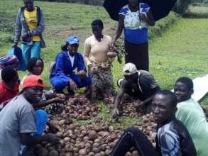 Production of  Beet roots  from demo plots