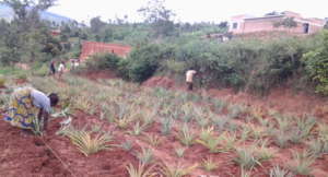 Pineapple  Farming  by youth in Ruhango District