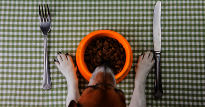 Pet Help Initiative