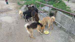 Strays Feedin