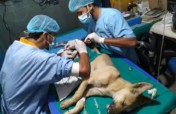 Rabies Control and Humane Managment of Dogs