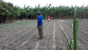 Kabuba Community Gardens