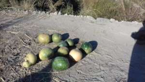 Supplementary food