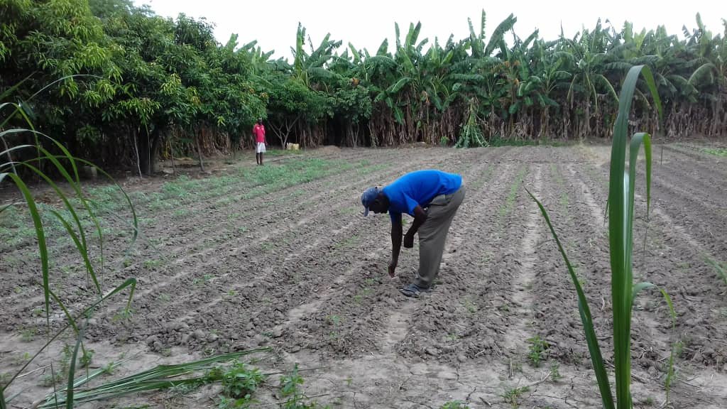 Market Gardens for 40 Starving Families in Kabuba.