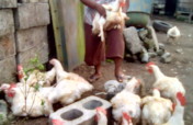 Restore Livelihoods of 360 Rural Farmers in Ogoni